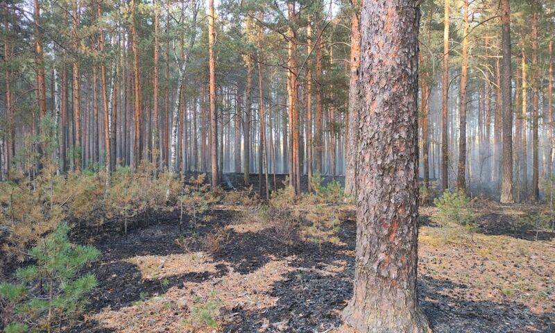В Ярославской области площадь лесных пожаров сократилась на 20 процентов
