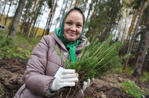 На историческом месте Ярославской области вырастет сосновый бор