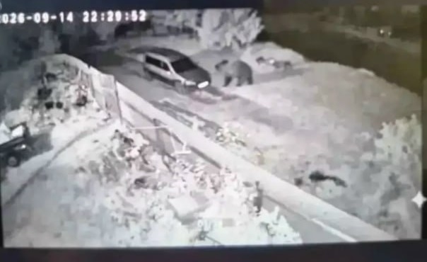У дачных посёлков под Ярославлем заметили медведя