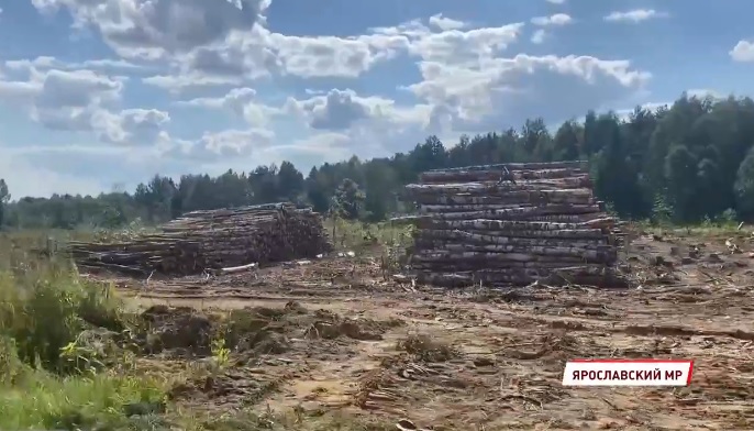 Рядом с Туношной частично вырубили старинный лес