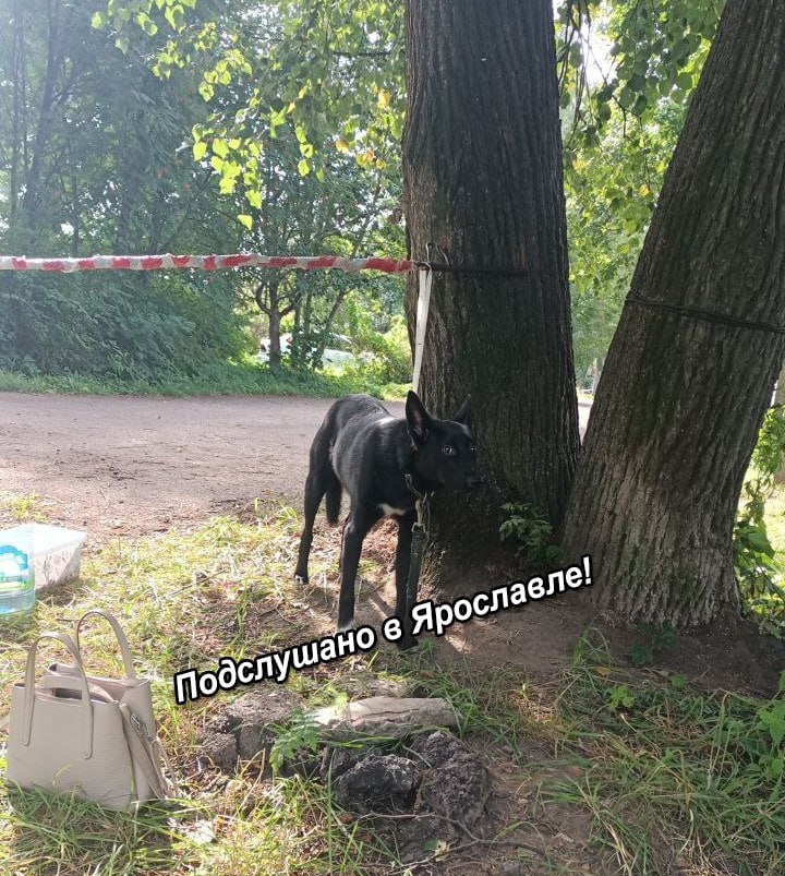 «Простите, простите!»: в Ярославле спасли собаку, брошенную хозяином