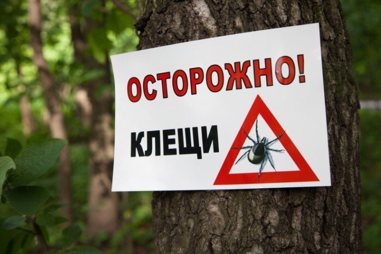 Специалисты назвали клещевые очаги в Ярославской области