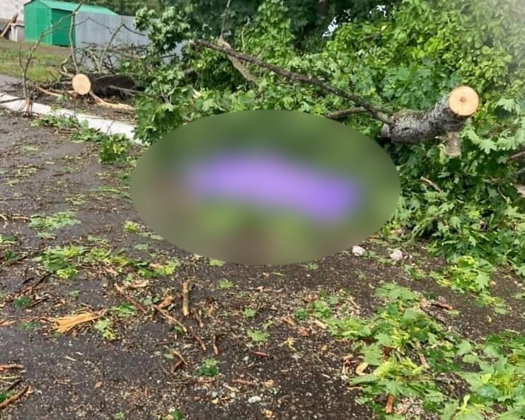 В Ярославской области женщину убило упавшее дерево