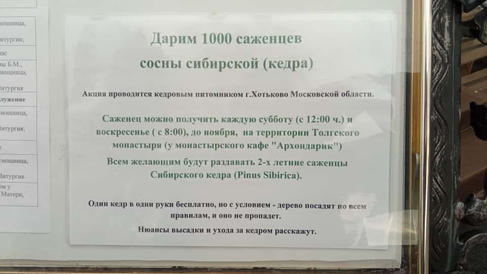 В Ярославле снова бесплатно раздадут саженцы кедра