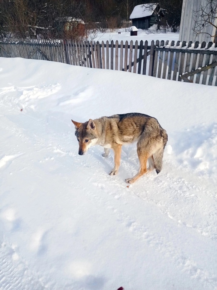 Волк или собака: кто на самом деле пришел к дачникам в Ярославской области