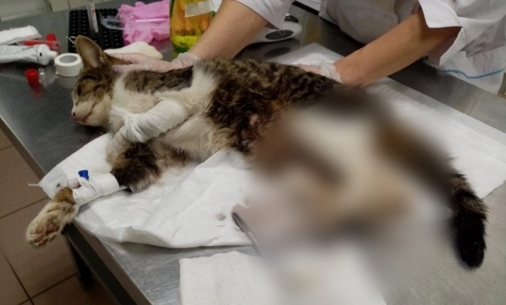 Открытые переломы и рваные раны: зоозащитники борются за жизнь пострадавшего в Ростове котенка
