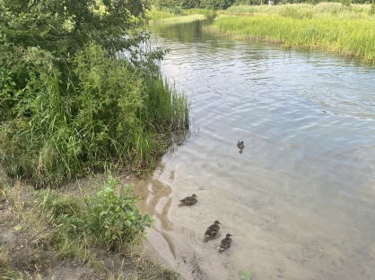 В пруду Петропавловского парка в Ярославле утонул мужчина