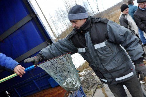 В Ярославской области стали разводить сиговые породы рыб 