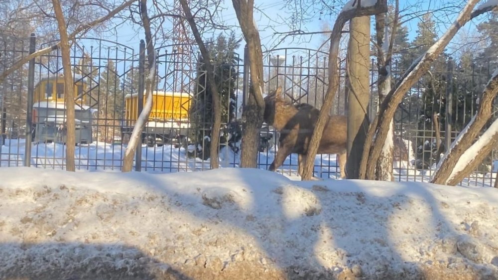В Ярославле рядом с детской железной дорогой гуляет лось