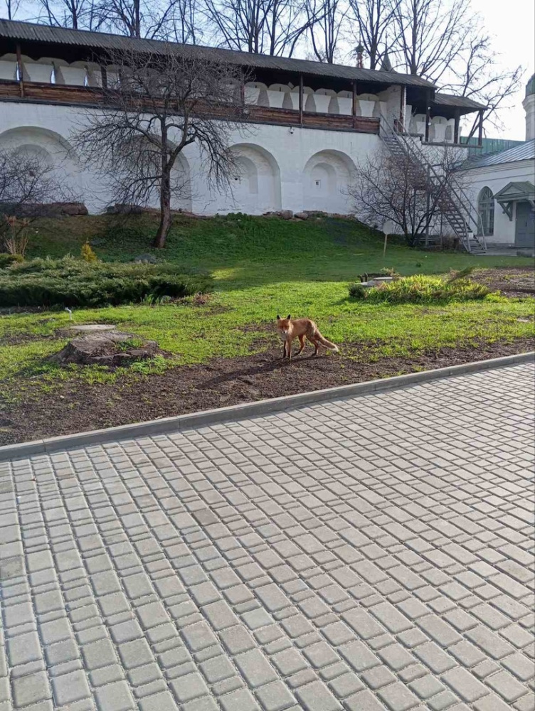 На экскурсию в Ярославский музей-заповедник пришла лиса