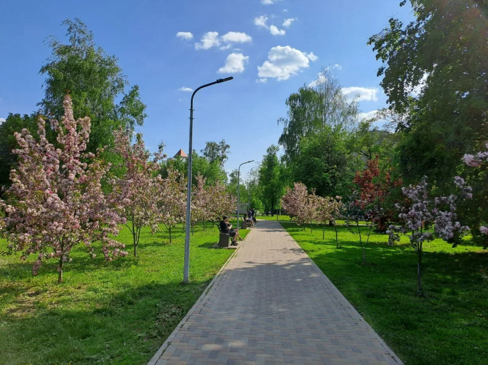 В Ярославле молодожёнам предлагают сажать деревья в парках