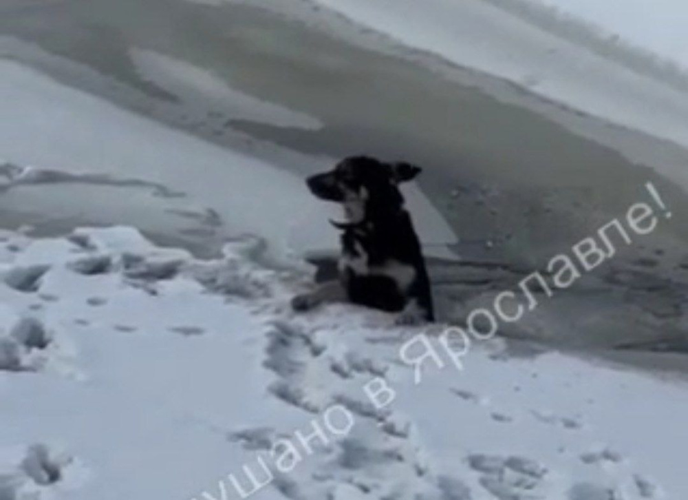 В Ярославле неравнодушные очевидцы спасли провалившуюся под лёд собаку