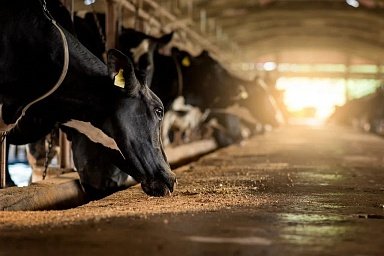 Объем реализации молока в российских сельхозорганизациях вырос на 2,6%