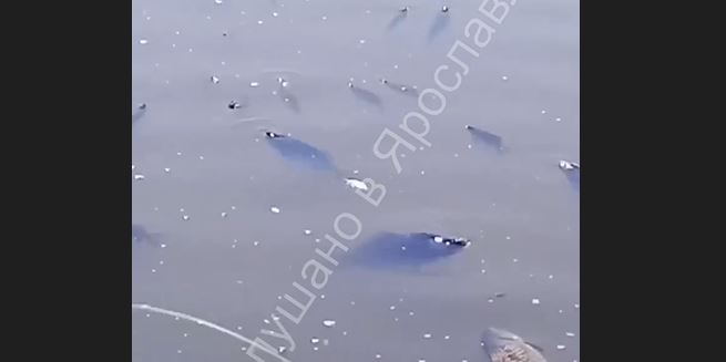 Ярославцы сообщают о гибели рыбы в пруду парка Судостроителей