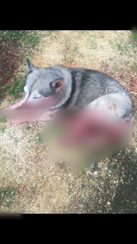В Угличском районе местные жители несколько раз выстрелили в собаку