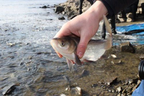 В Ярославской области браконьер выловил более двух тысяч рыб