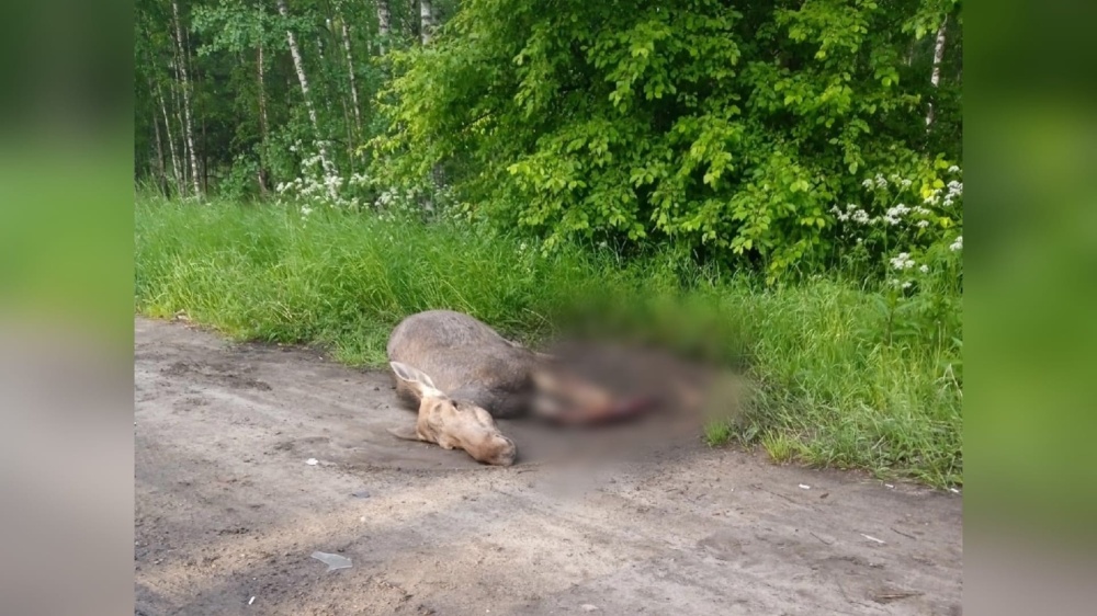 В Ярославле на обочине бросили умирать лосенка, которого сбил автомобиль