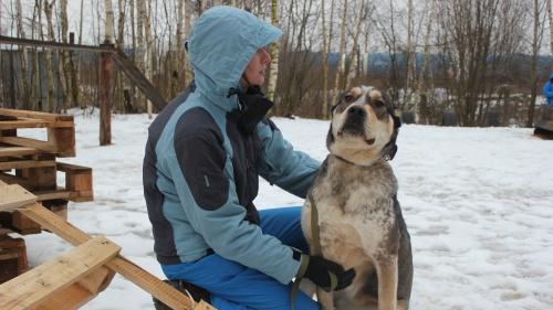 Как в Ярославле волонтеры дрессируют собак из приюта: репортаж