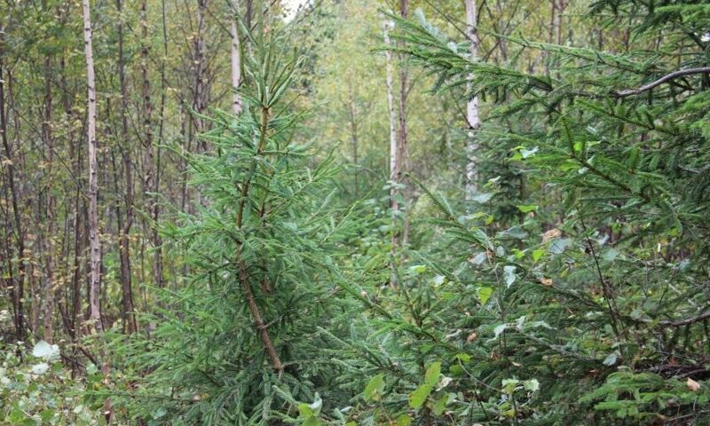 В Ярославской области горел лес на площади 0,15 гектара