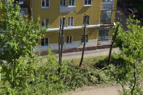 В Ярославле предложили принять региональный закон о зеленых насаждениях. Для этого придется посчитать все деревья