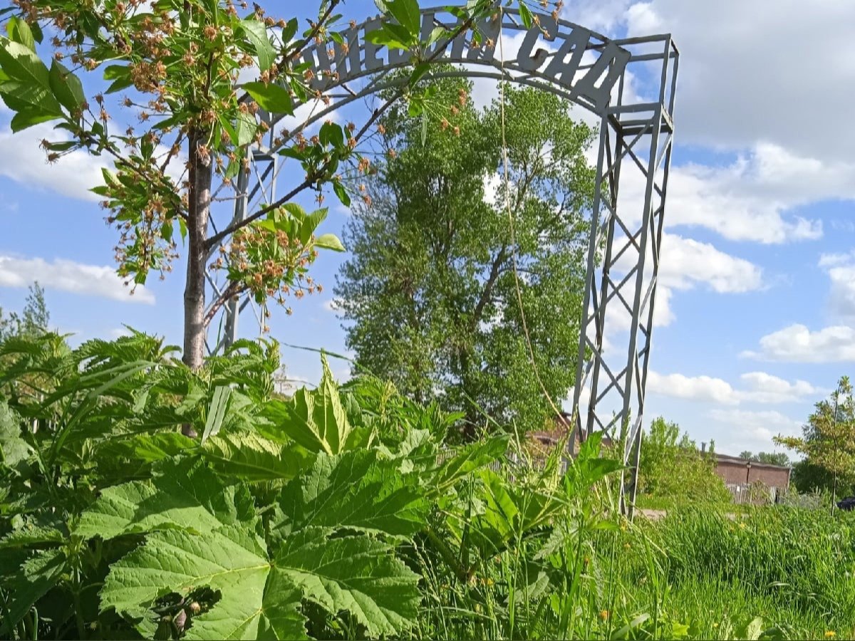 Растения ярославской области фото