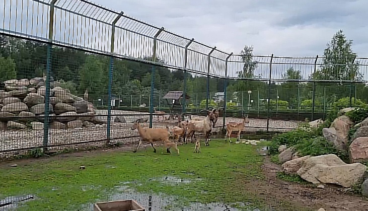 Малыши у дагестанских туров и комочки галаго: в Ярославском зоопарке произошло два радостных события