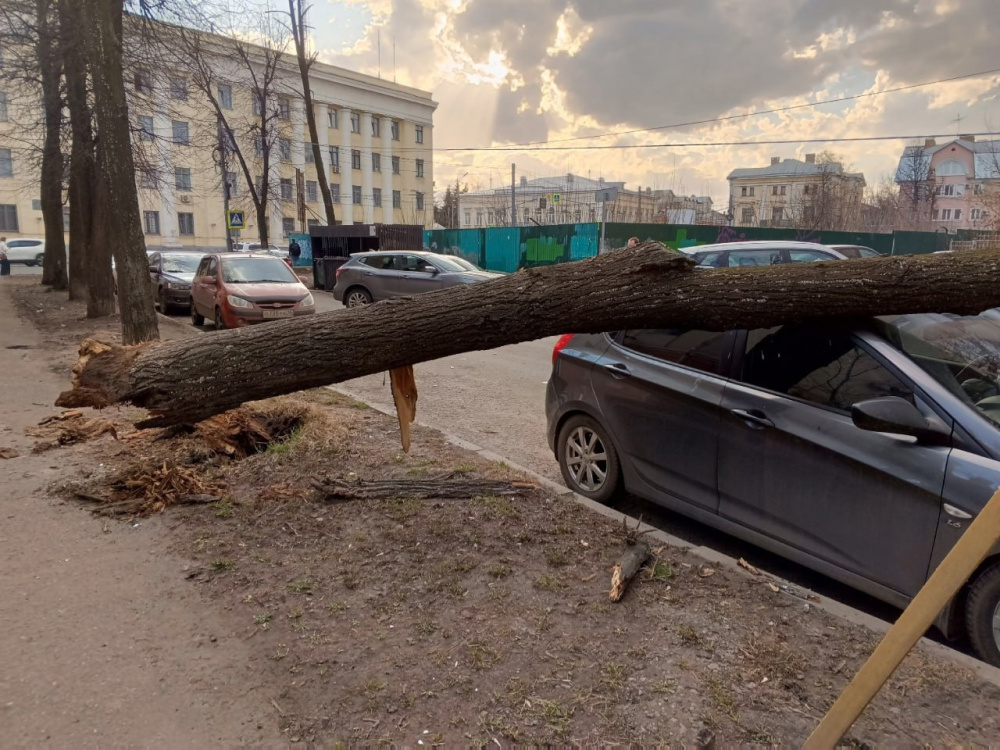 В Ярославле сильный ветер повалил деревья на машины