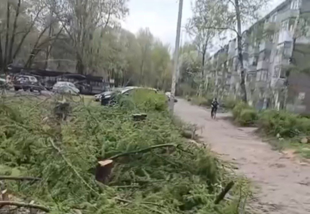 В Дзержинском районе Ярославля начали спиливать лиственницы