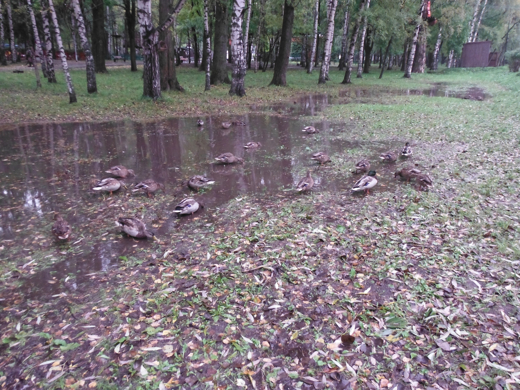 Самый дождливый день: в Ярославль пришли обильные дожди и похолодание