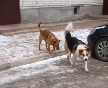 В Ярославской области хозяев собаки засудили на 120 тысяч рублей