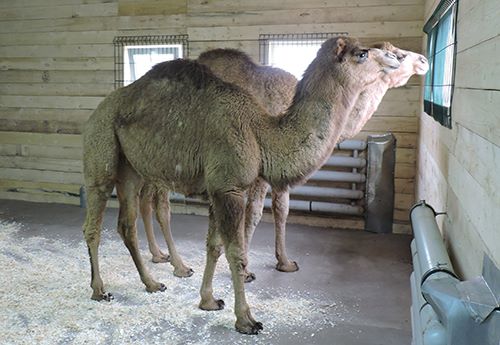 В Ярославском зоопарке поселились два верблюда 
