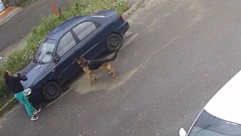 В Ярославле женщина с собакой бросала камни в лобовые стекла автомобилей