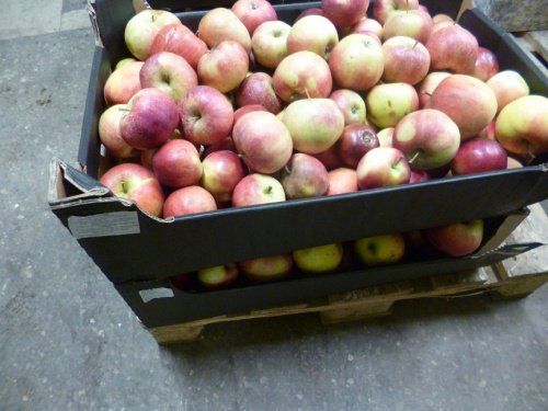 В Ярославле уничтожили 31,35 килограммов польских яблок 