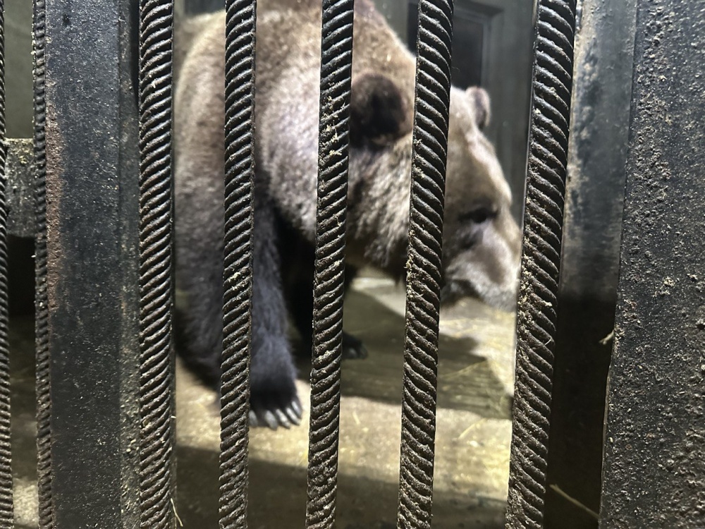 Медведи из Ярославского зоопарка перешли в «спящий режим»