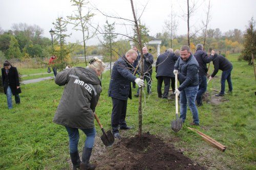 В парке 1000-летия Ярославля посадили 10 лиственниц