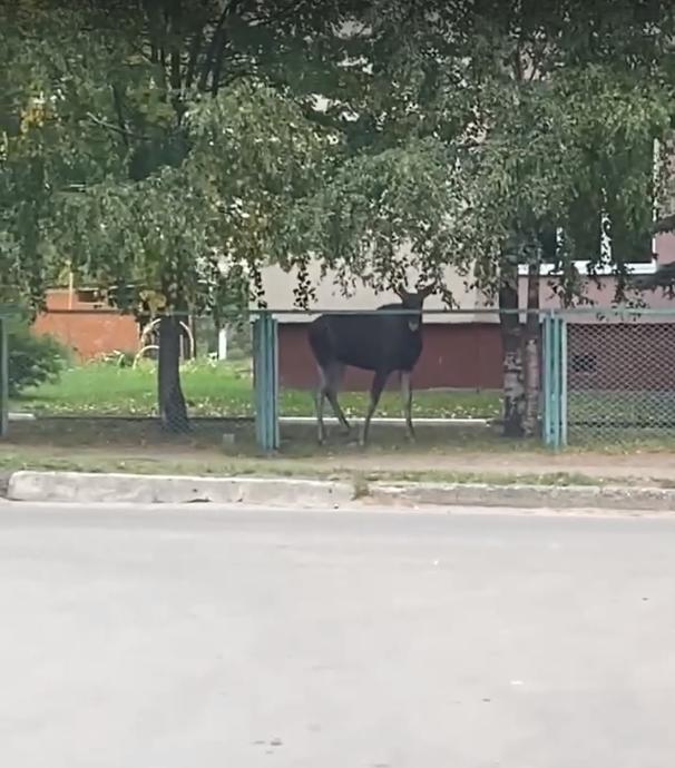 В Ярославле большой лось пришел в гости в детский сад