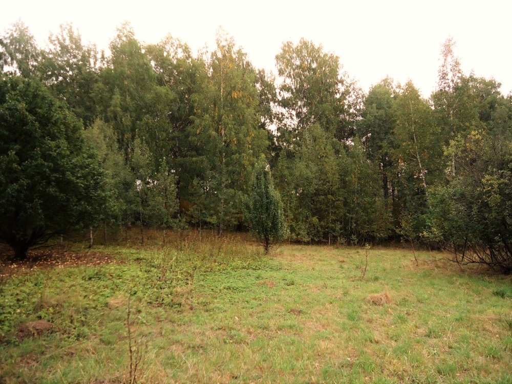 Житель Ярославской области обвиняется в незаконной рубке леса