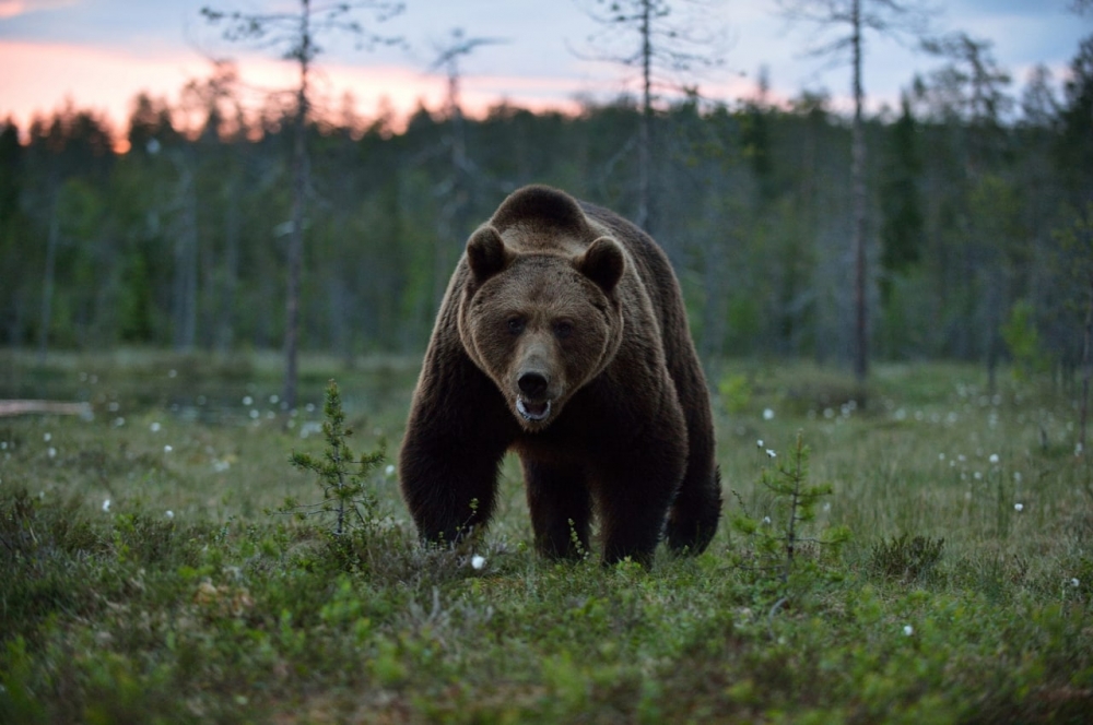 В Ярославской области фотоловушка зафиксировала медведя