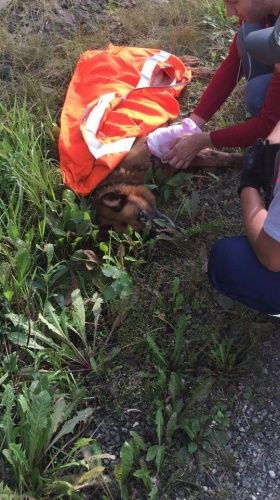 Волонтеры собрали деньги на помощь собаке, которая попала под поезд на Ярославле-Главном и потеряла лапу