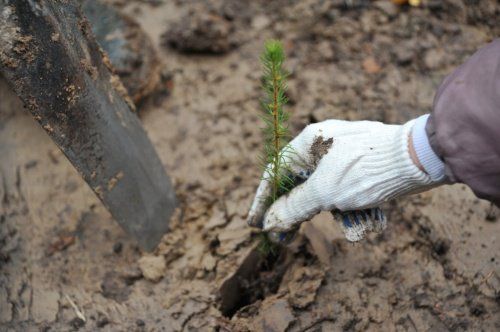 В Ярославской области посадят 45 тысяч саженцев деревьев в рамках акции «Живи, лес»