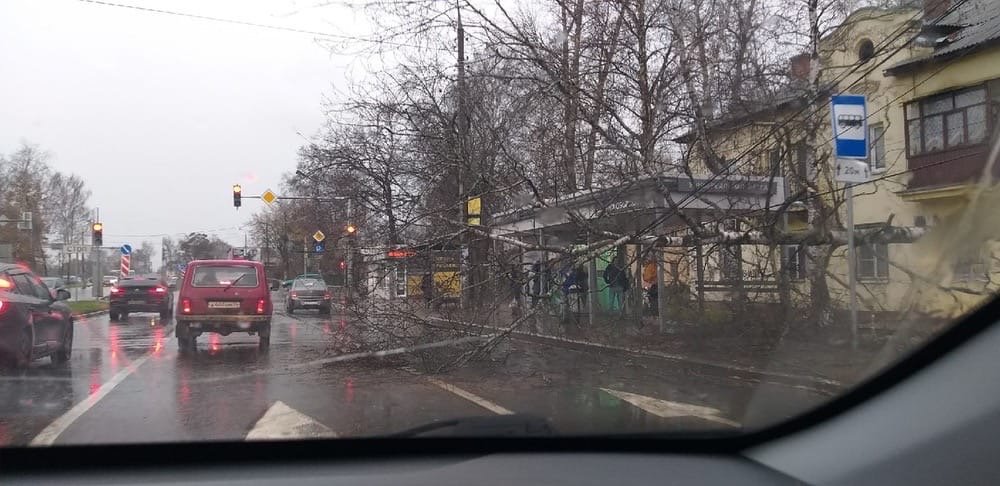 В Заволжском районе береза перегородила дорогу: фото