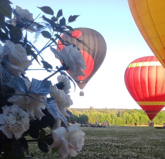Восемь пар ярославцев поженились на воздушных шарах