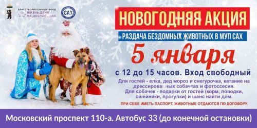 В Ярославле пройдет новогодняя акция по раздаче бездомных животных