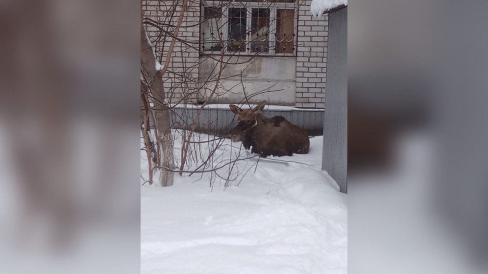 Бегал во дворах: в Ярославле охотинспекторы вернули лося в естественную среду