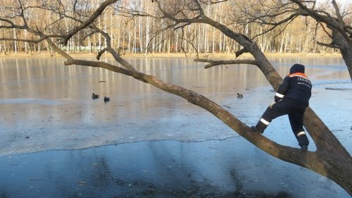 Спасателям Центра гражданской защиты Ярославля пришлось вынимать из льда в парке «Нефтяник» замерзших уток
