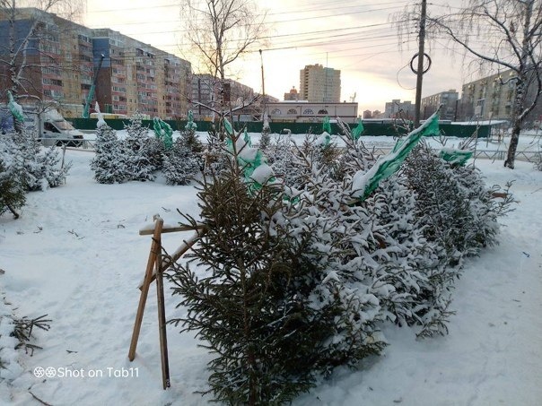 Ярославский зоопарк просит граждан привозить старые и нераспроданные ёлки в помощь животным