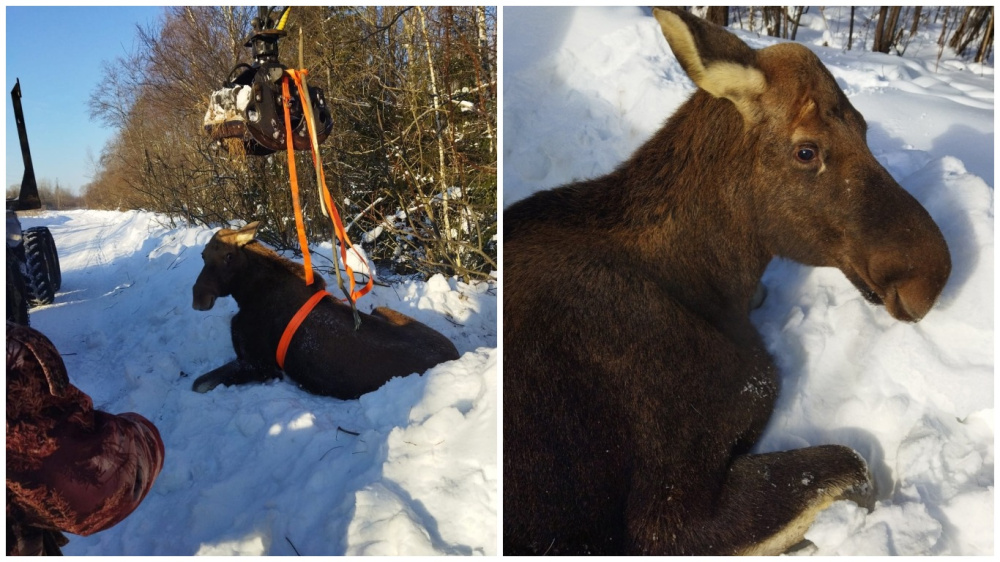 В Ярославской области лесники спасли застрявшую в снегу лосиху