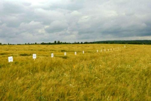 В Ярославской области будут выращивать ячмень для пива «Карлсберг»