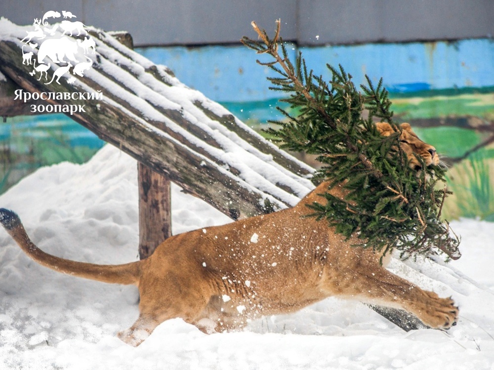 Правильно утилизируем и помогаем животным: в Ярославском зоопарке принимают у населения старые елки