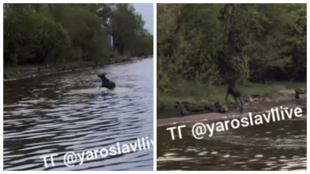 В Ярославле лось открыл купальный сезон